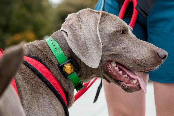 Guardian Collar Mount LED Signal and Safe (Yellow) Waterproof