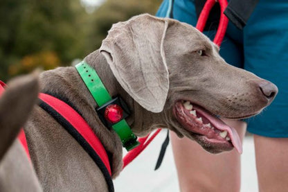 Guardian Collar Mount LED Signal and Safe (Red) Waterproof