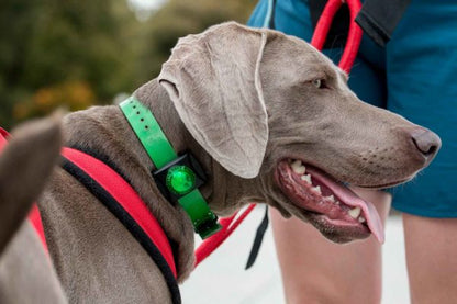 Guardian Collar Mount LED Signal and Safe (Green) Waterproof