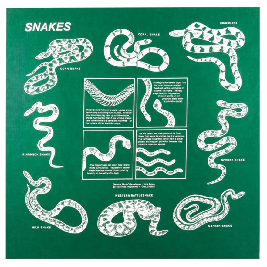 Snakes 22" x 22" Info Bandana